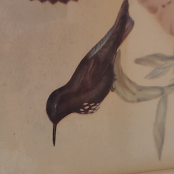 J. Gould and HC Richter Hummingbirds Aglaeactics Pamela Litho - Picture 4 of 16